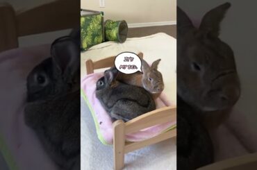 Cute Bunny Couple Share a Bed! #shorts