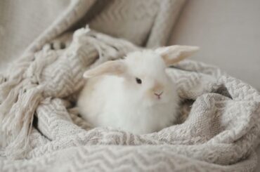 cute rabbit