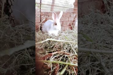 Cute rabbit eating grass in his pigeon/Cute baby/rabbit/#trending #cute#popular #rabbit