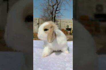 82-cute baby rabbit #rabbits #rabbitrescue #rabbitsoftiktok #bunny
