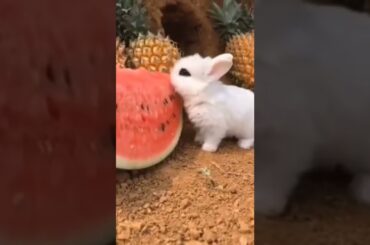 cute rabbit #rabbit #shorts #youtubeshorts #viral