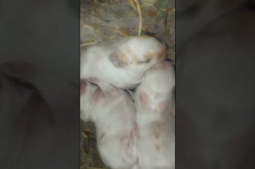 AMAZING ONLY 1 WEEK OLD CUTE BABY RABBITS VIDEOS!
