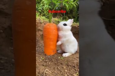 cute rabbit eat #petlovers #shorts #petcute #cuteanimals #cutecat #cutedog #animalslover #asmr