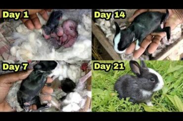 The Cutest Baby Bunny Rabbit Growing Up_1to16 Days@AH TV