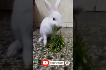 very cute rabbit #shorts #animal #rabbit