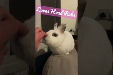Cute Bunny Rabbit Loves My Head Rubs #bunny #shorts