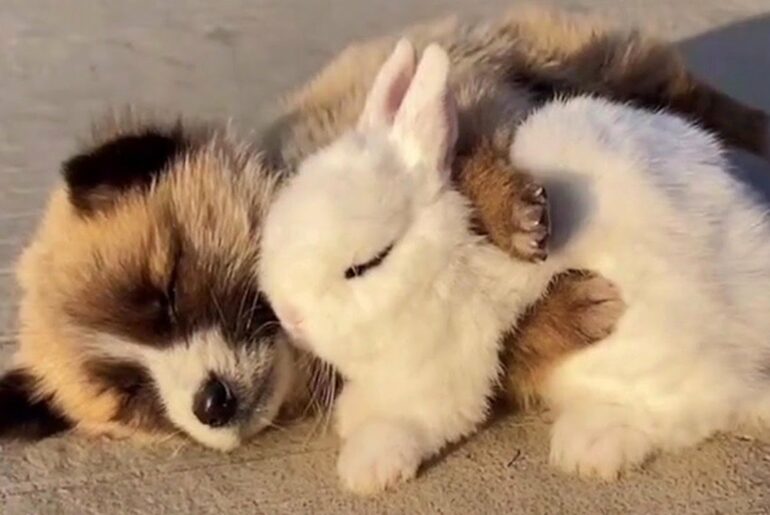 Puppy Hugging His Bunny Friend Is the Sweetest Thing Ever