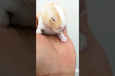 AMAZING SUPER CUTE BABY BUNNY SHORTS VIDEOS