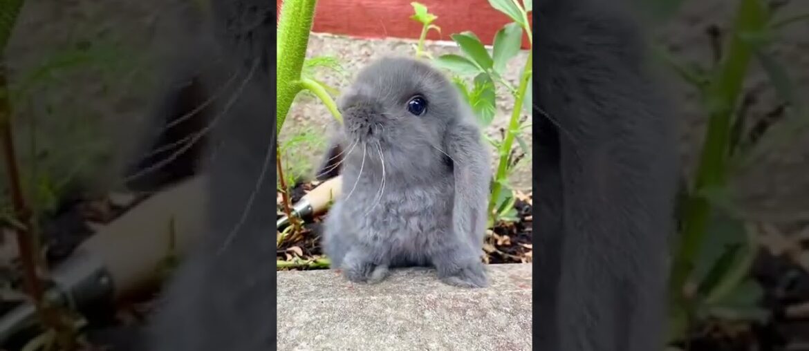 funny rabbit videos , funny bunny , Cute Bunny , #tiktok , #Shorts funny rabbit videos , funny bunny , Cute Bunny , #tiktok , #Shorts