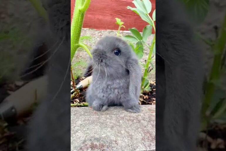 funny rabbit videos , funny bunny , Cute Bunny , #tiktok , #Shorts