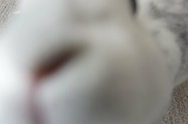 DON'T CLICK, there's no cute bunny here