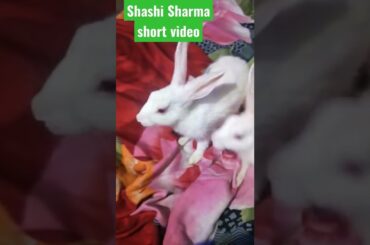 rabbit cute #rabbit #shorts #ytshorts