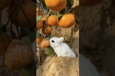 Cute Rabbit eating #shorts #shortsvideos #viralvideos