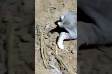 #rabbit #best #cute #business #pushpa #reel cute baby rabbit