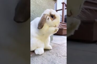 so cute rabbit #shorts