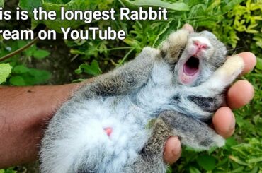 Rabbit's big scream | Catching a screaming baby bunny rabbit