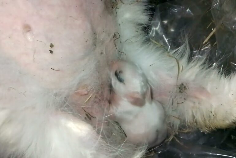 ONLY 5 DAYS OLD CUTE BUNNY FEEDING FROM MUMMY!
