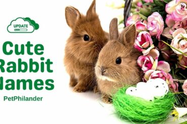 Top 30 Cute Male And Female Rabbit Names With Meaning 2021 ! Pet Names