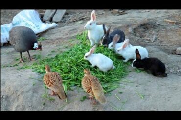our cute rabbit and their beautiful bunnies wow