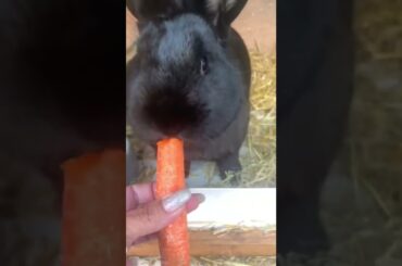 Cute bunny #shorts#amazing#funny#bunny#carrot