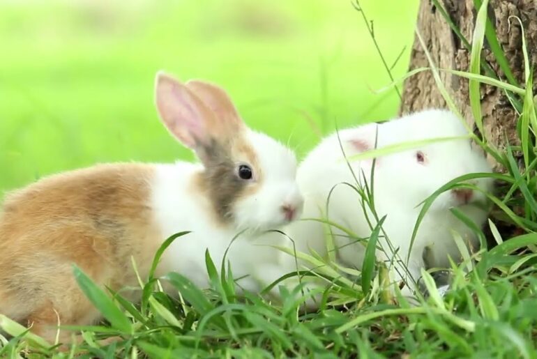 Cute Bunny In Garden City - Bunny Video #0005