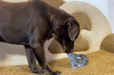 The Cute Bunny thinks that the Labrador Retriever is his Mother.