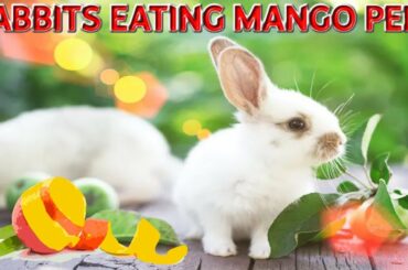 Rabbits Eating Mango Peel | Rabbit Videos | Cute Rabbit Videos
