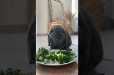 cute rabbit #shorts