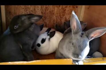 GOOD MORNING FROM THIS CUTE BUNNIES
