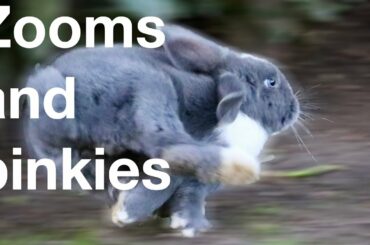Cute - Bunnies zooming & binkying (jumping)