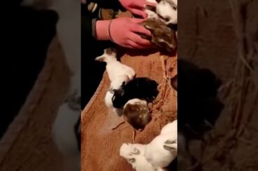 funny and cute bunny rabbit #Rabbit lovers#Rabbit farming