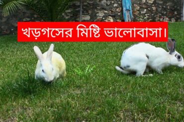 #cute Rabbit funny video#Rabbit moments video2022
