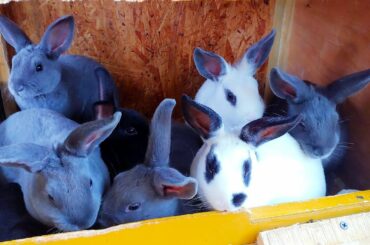TOO MANY CUTE BUNNIES #bunny #many
