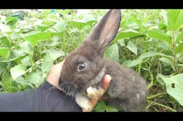 Cute Baby Rabbits Playing,Feeding Activities | Bunny Rabbit (Baby Rabbits)