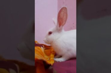 cute rabbit #shorts
