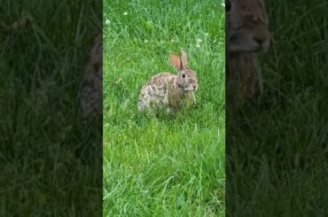 Cute bunny eating my weed.  What bunny is this?