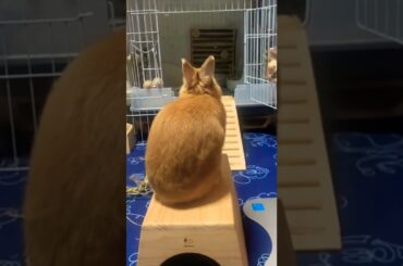 Cutest Baby Rabbit Compliation #shorts #short #rabbit #animal #animals #bunny #bunnies #pets #pet