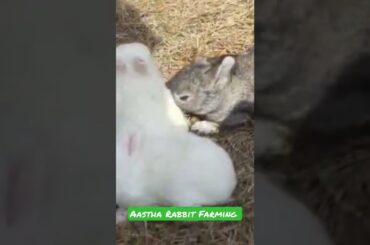 #cute #best#rabbit cute baby rabbit Rabbit farming