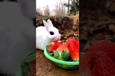 Cute Rabbit Eating