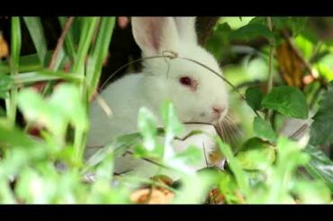 Cute Bunny In Garden City Playing And Eating