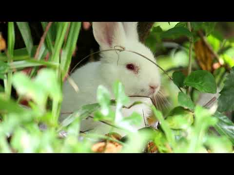 Cute Bunny In Garden City Playing And Eating