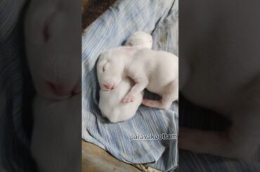 baby rabbit #paravakoottam  #shorts
