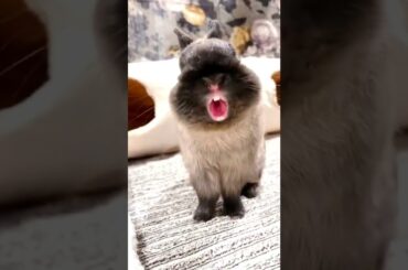 Cute Rabbit Laughing