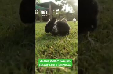 Apna farm#Rabbit care#Rabbit farming#bunny#cute#rabbit