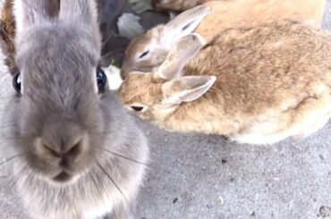 The cute baby bunny got mad! | Angry rabbit