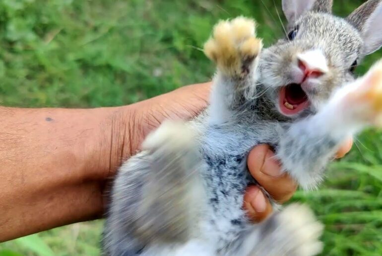 Screaming wild baby rabbit flys | Cute baby bunny Screaming
