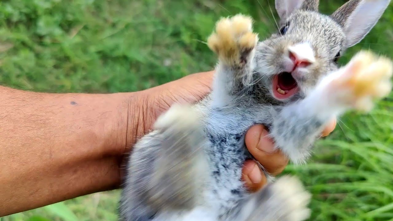 Screaming wild baby rabbit flys | Cute baby bunny Screaming