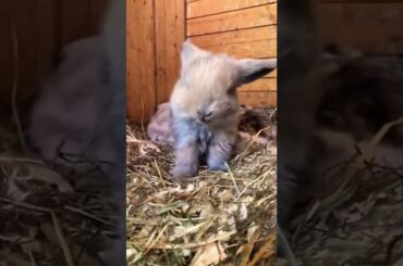 Cute Baby Rabbit Wake Up #short #shorts #rabbit #animal #animals #pets #pet #cutebunny #bunnies