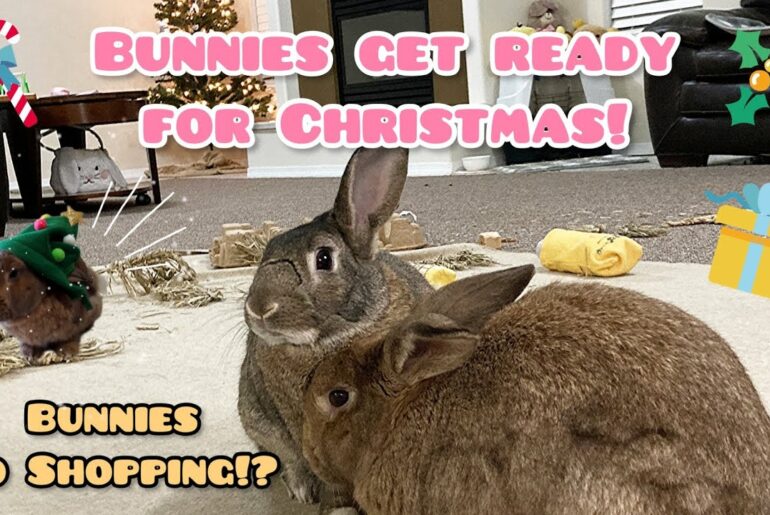 Cute Bunnies Get Ready for Christmas! Go Shopping!?