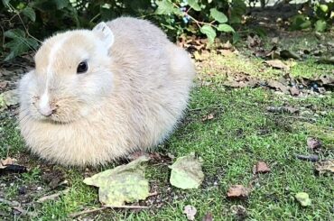 Have you ever seen such a fluffy and cute baby rabbit?